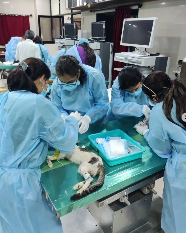 Wet Lab On Feline Dentistry March 2024